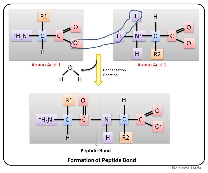 Where are peptide bonds found?
